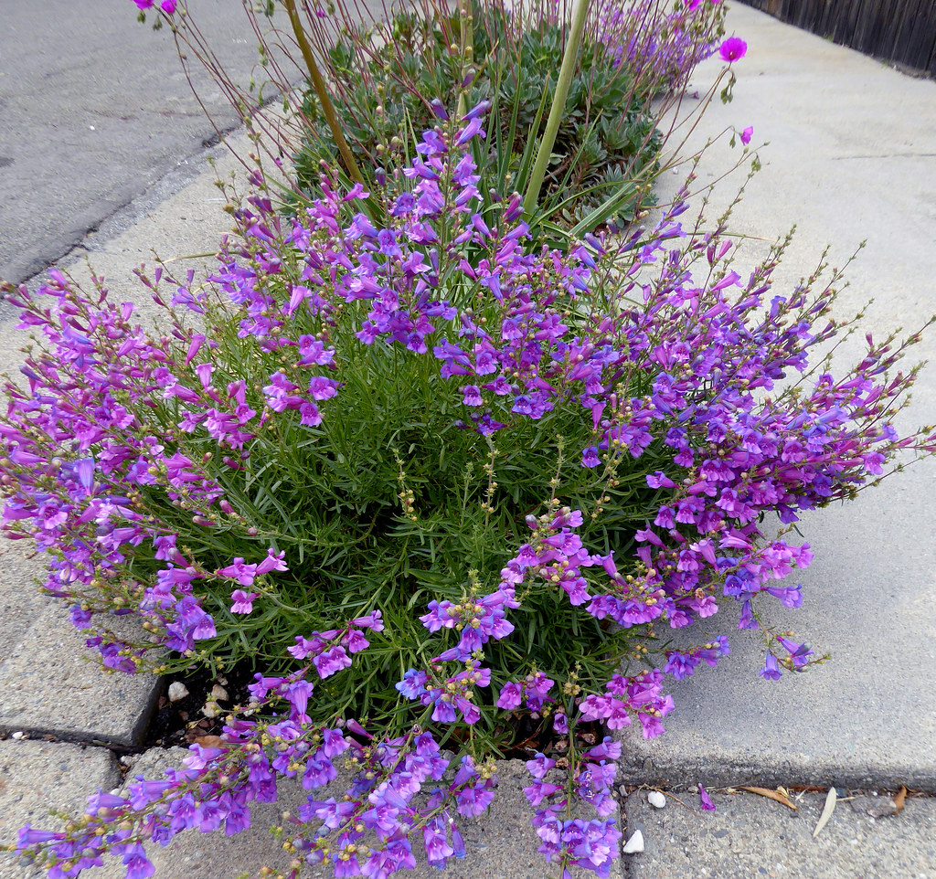 Penstemon 'Margarita BOP ' Annie's Annuals & Perennials Flickr