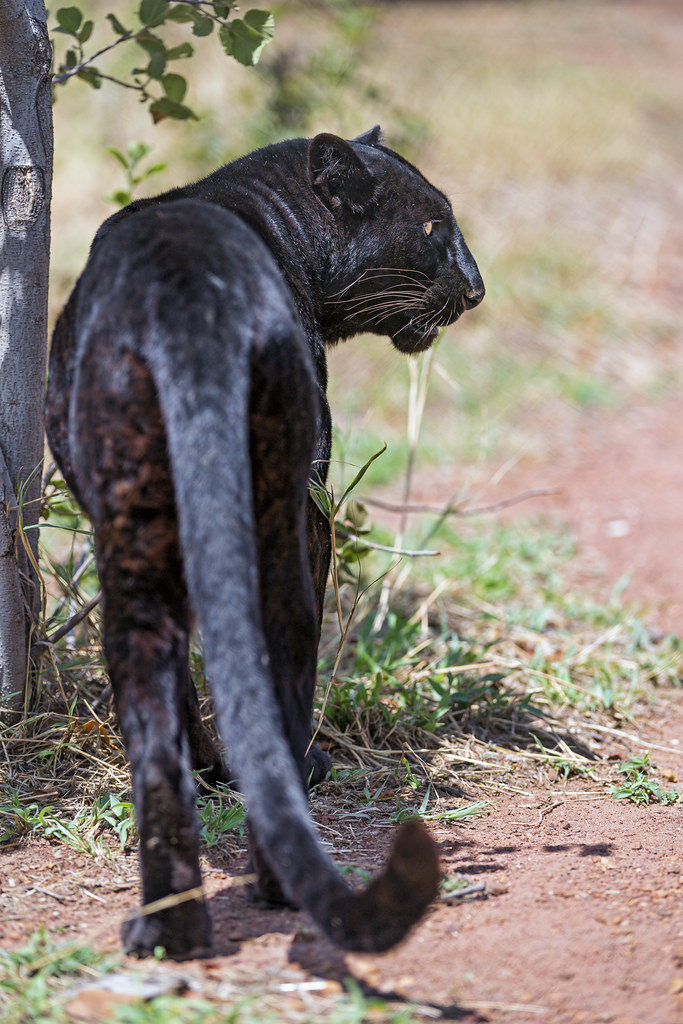 Black leopard One of the black leopards living at Kevin Ri… Flickr