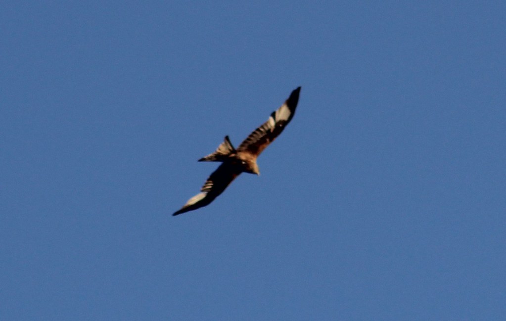 Red Kite Over Leeds, West Yorkshire, England, UK With a wi… Flickr