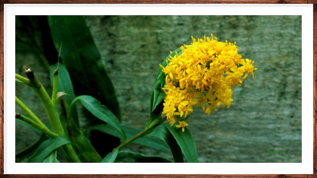 Goldenrod . I was crossing the bridge over the creek and s… Flickr