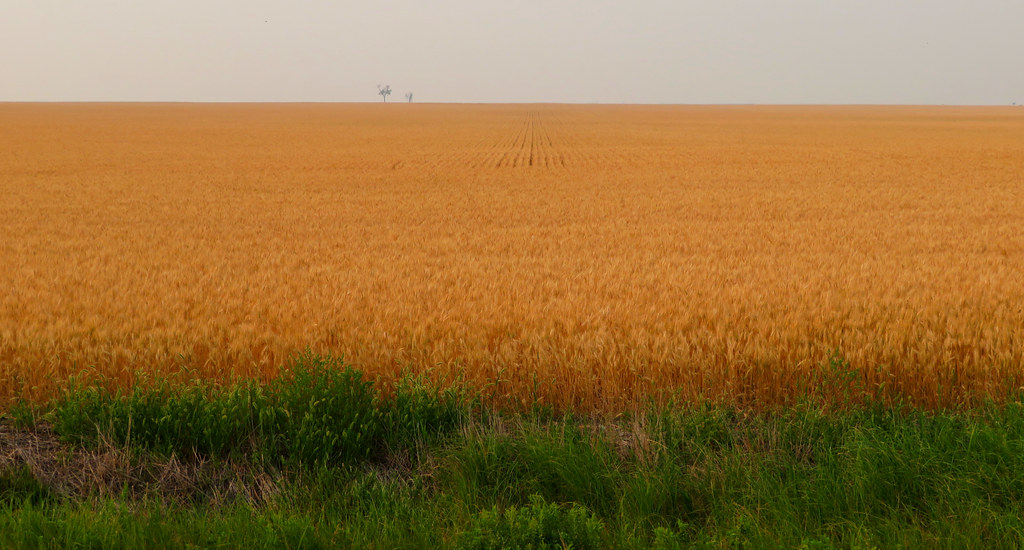 Rural North Dakota Between Westhope and North Dakota Highw… Flickr