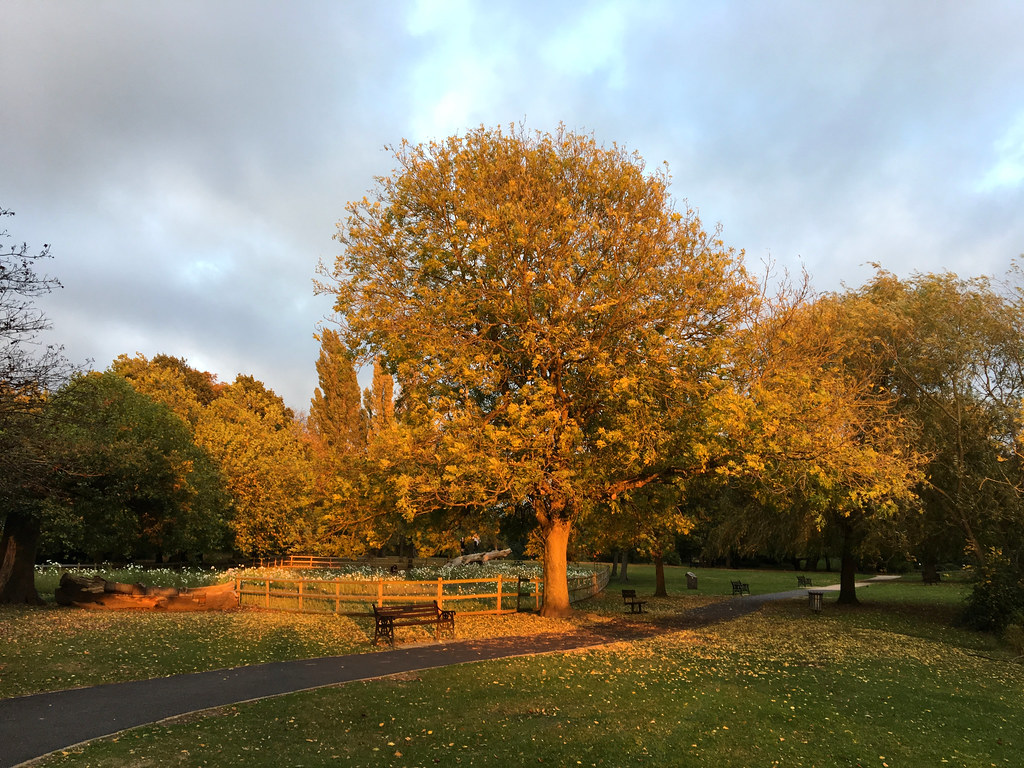 Evening Light Lake Meadows, Billericay Nigel Harris Flickr