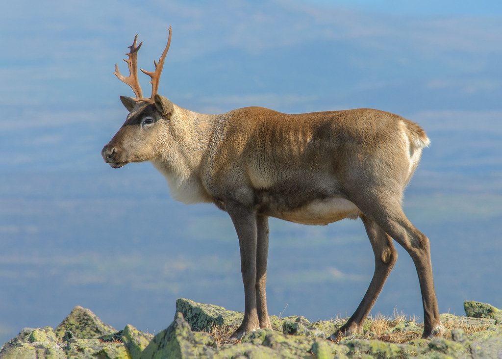 Caribou La population de caribous du Parc de la Gaspésie a… Flickr