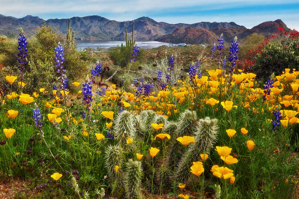 Sonoran Desert Bloom Just returned from yet another desert… Flickr
