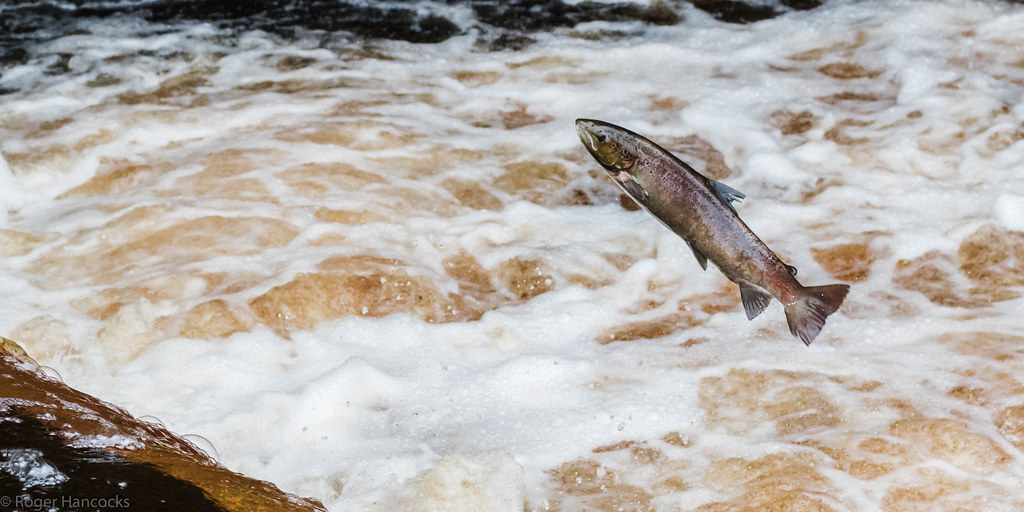 Salmon Leaping at Stainforth Force Cerdic Elesing Flickr