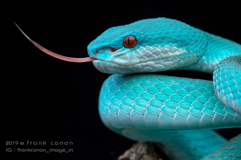 Trimeresurus insularis, blue form (Komodo island, Indonesi… Flickr