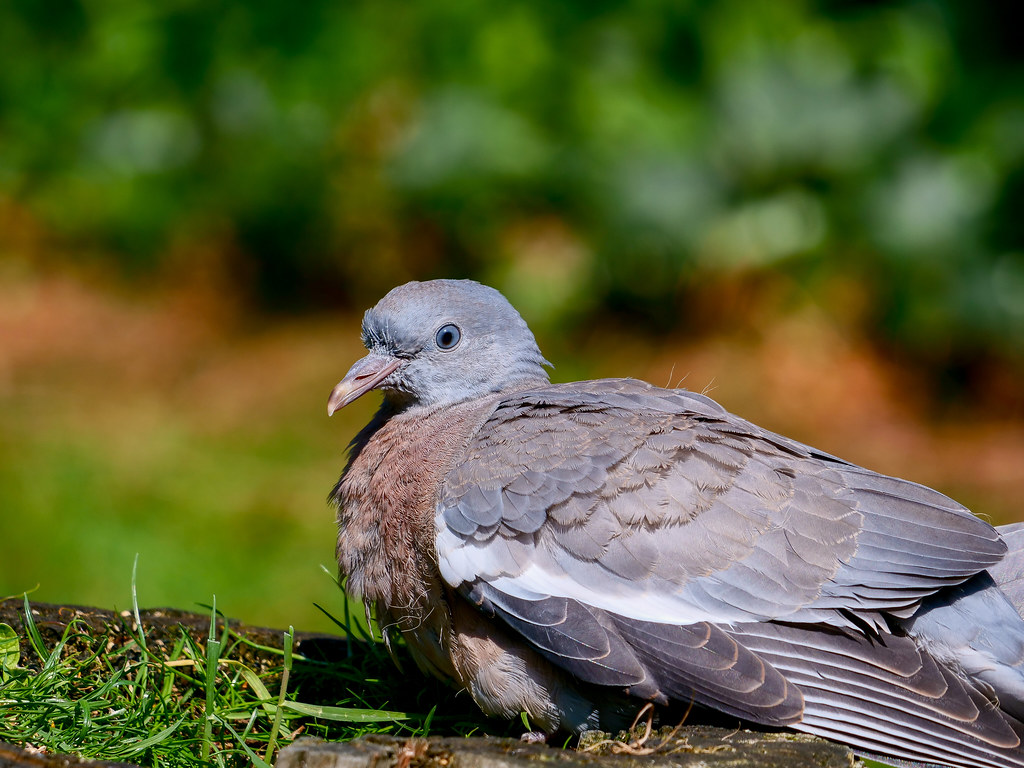 Juvenile wood pigeon Koen Bernaers Flickr