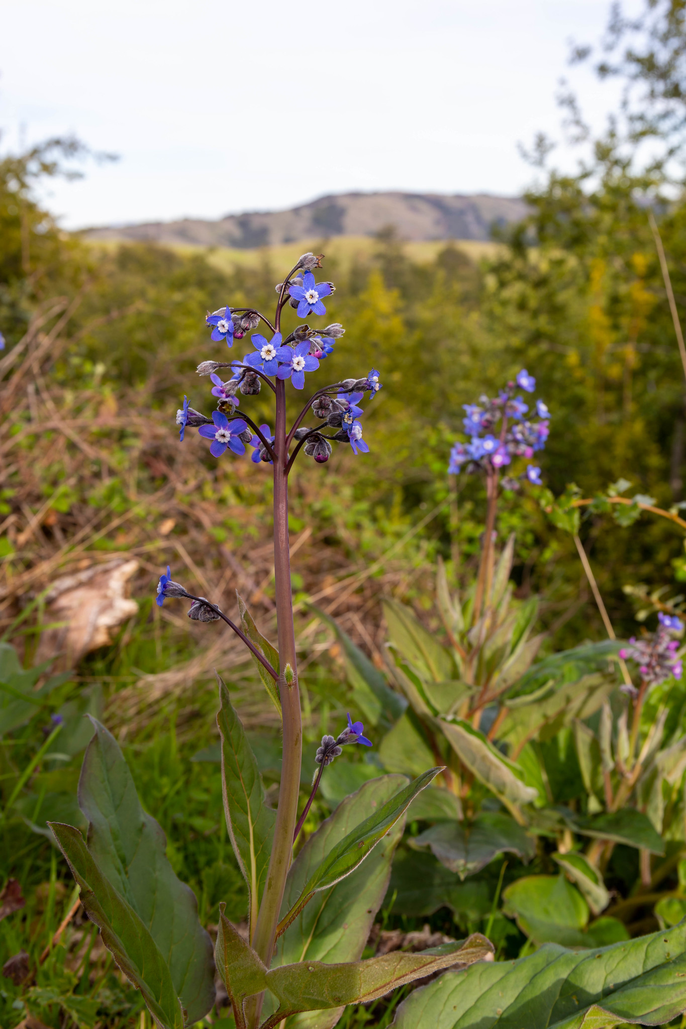 Best Bay Area Parks to see wildflowers MilaDidIt
