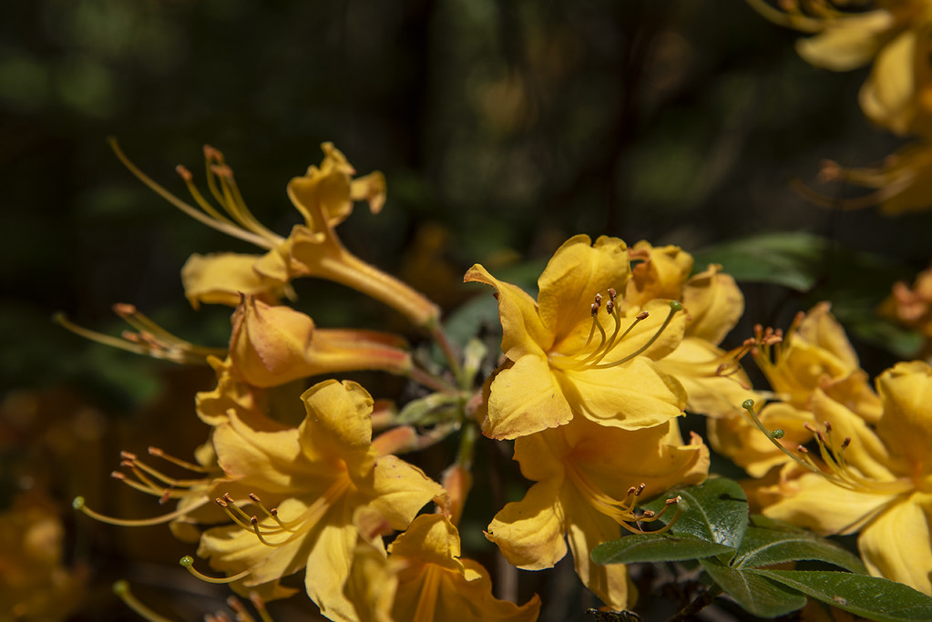 Reach South Carolina Botanical Garden, Clemson, SC Brendan Bombaci