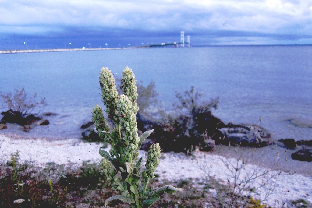 Mackinaw Bridge St. Ignace, Michigan Bridge View Park on… Flickr