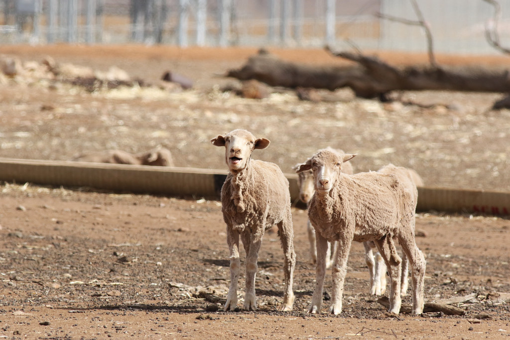 a2U7A8200_sml Skinny sheep. Tough times for farmers. A nev… Flickr