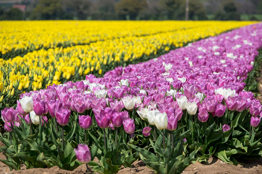 Tulip Fields, Norfolk Tulip Fields, East Winch, Norfolk, 1… Flickr