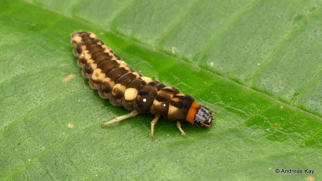 Soldier Beetle larva, Cantharidae, Chauliognathinae? Flickr