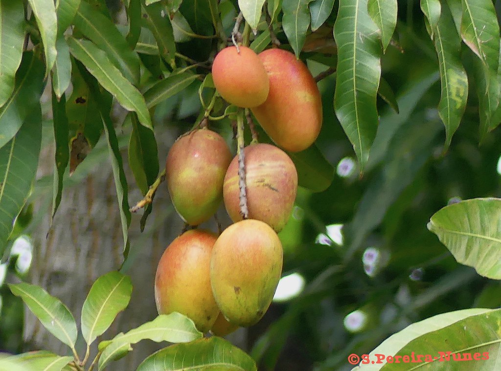 A bunch of riped mangoes (or mangos), El Salvador SN/NC M… Flickr