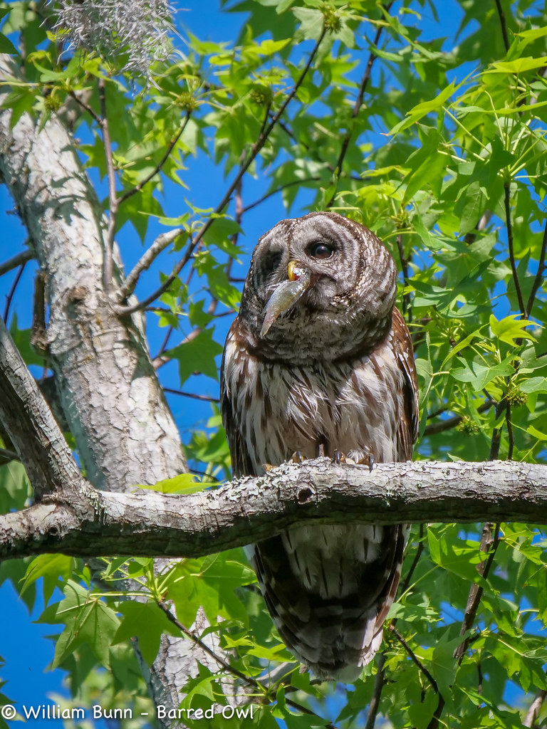 Do Owls eat fish? I guess they do! Barred Owl William Bunn Flickr