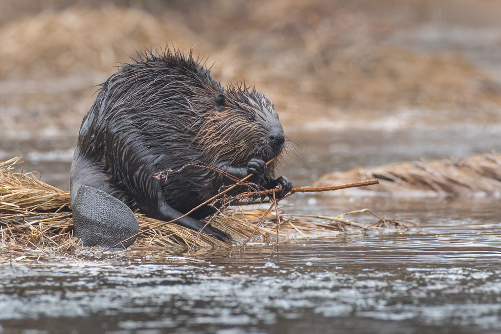 North American Beaver Castor canadensis Castor Flickr