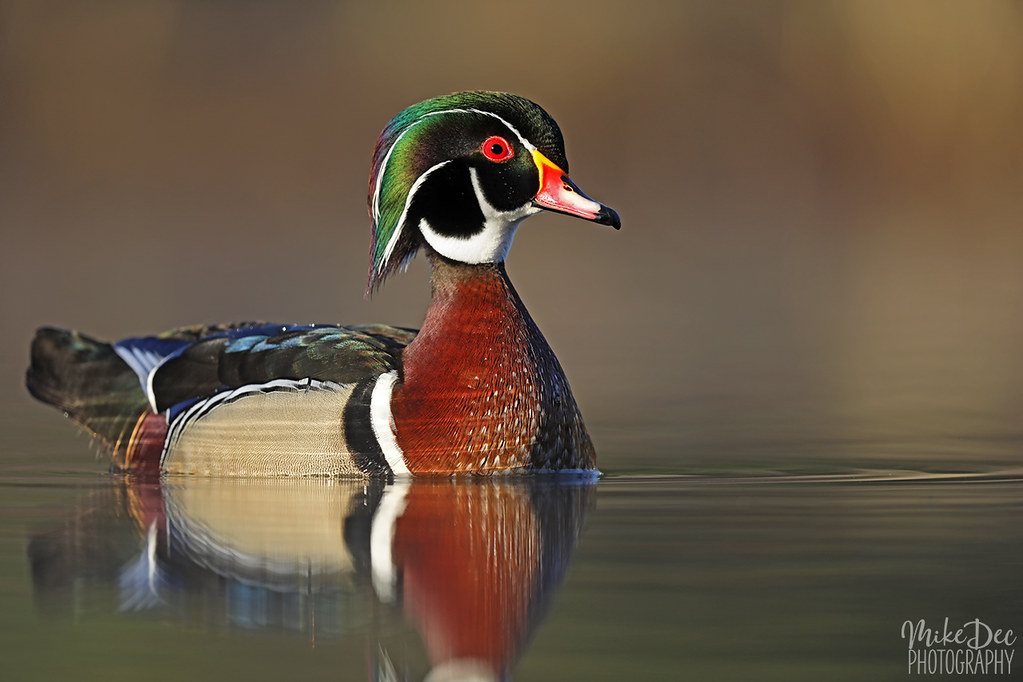 IMG_9337nxr Wood Duck Aix Sponsa Minnesota Mike Dec Flickr