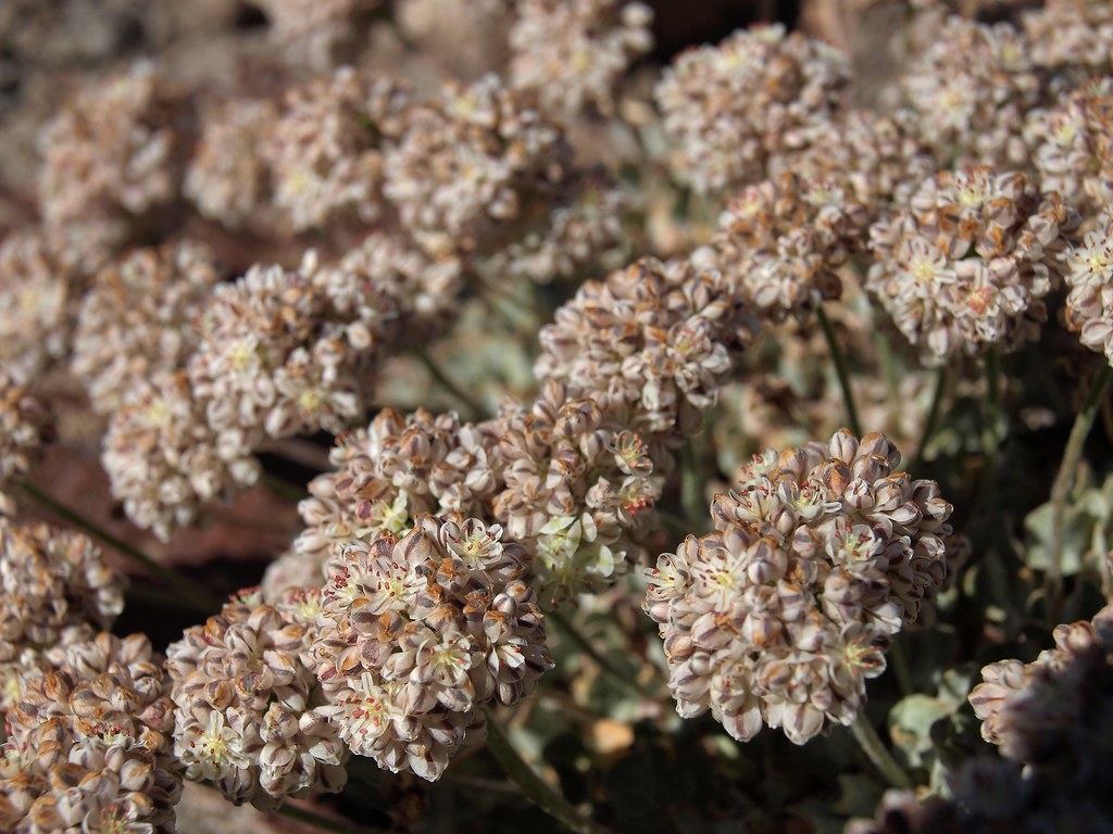 purple cushion buckwheat, Eriogonum ovalifolium var. purpu… Flickr