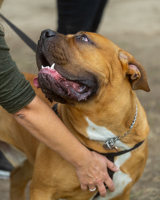 South African Boerboel Pictures and Informations