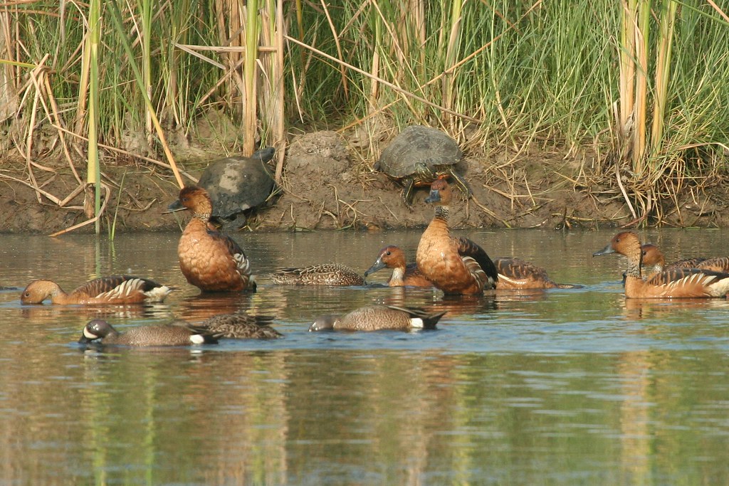 Anahuac NWR Fulvous Whistling Duck Photo by William Powell… Flickr