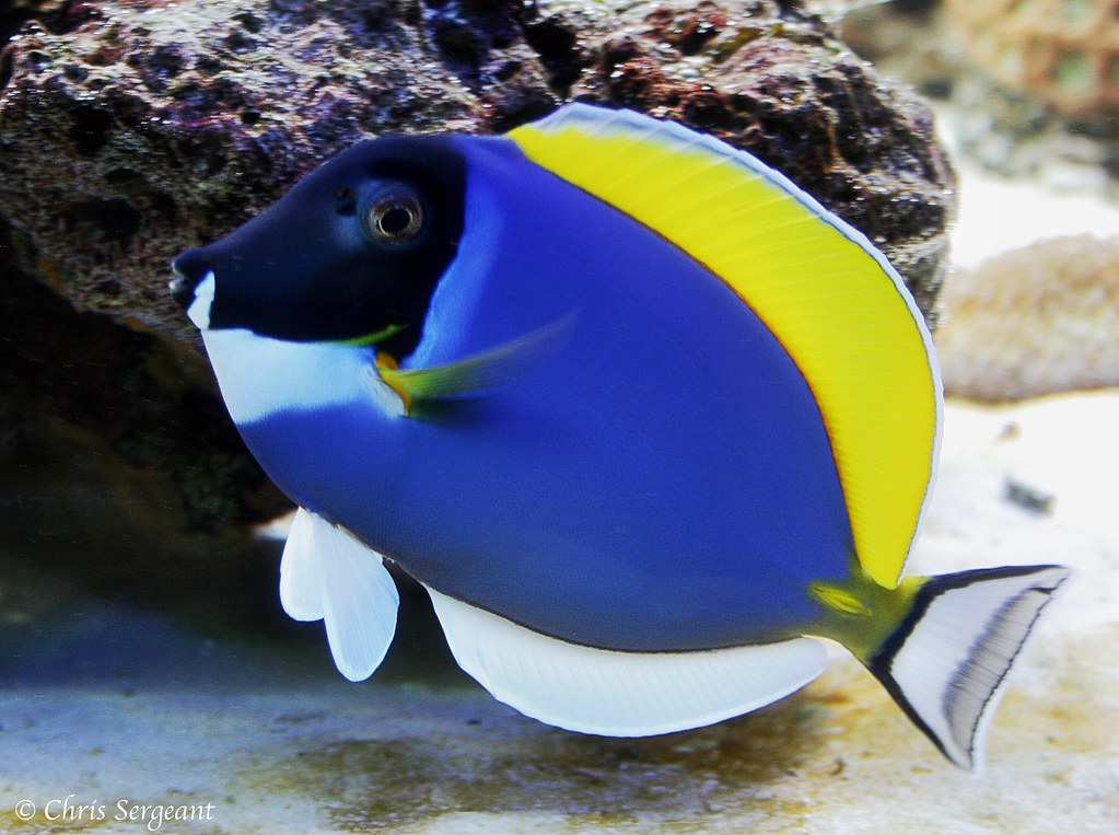 Powder blue tang (Acanthurus leucosternon) Chris Sergeant Flickr