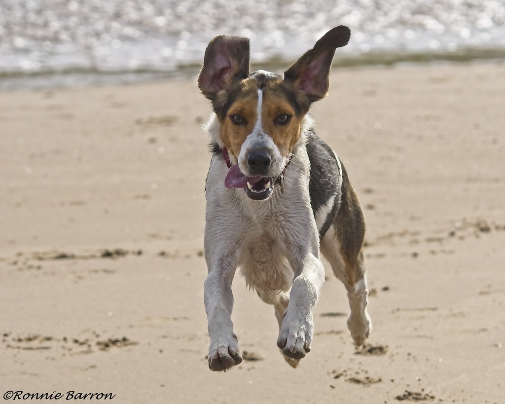 flying hound Irvine beach dog walking photoshoot with Jako… Flickr