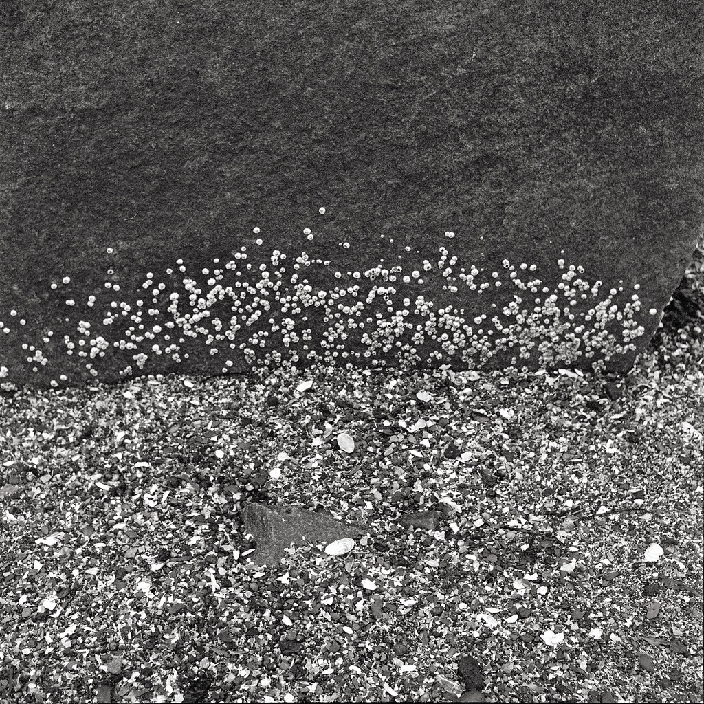 img799 granite, barnacles, shells. Waldo Avenue, Rockland … Flickr