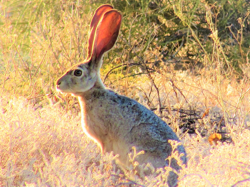 Sunlit jackrabbit In the Baja desert of San Felipe, Mexico… Thomas