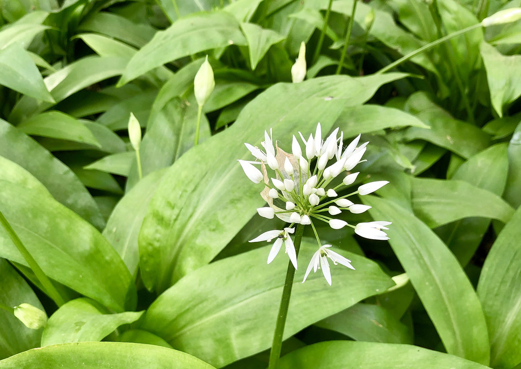 20190424 0011 Wild Garlic Flowers Near Sambourne Warwicksh… Flickr