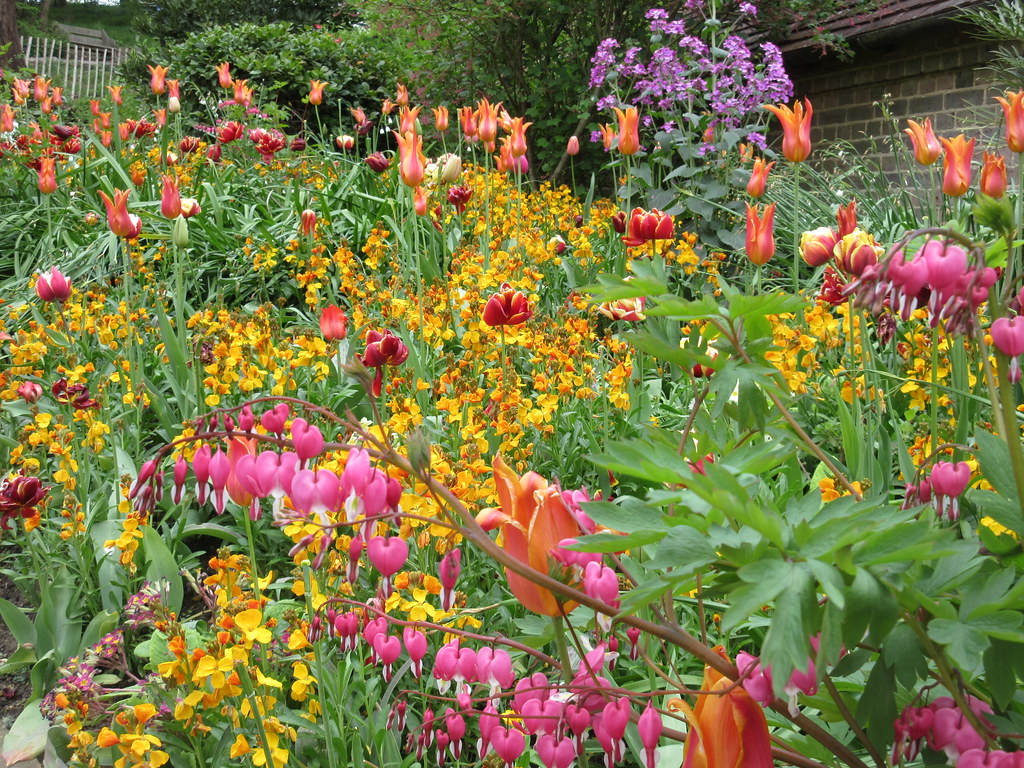 Standen NT Tulip Festival, Sussex East Grinstead, Sussex Flickr