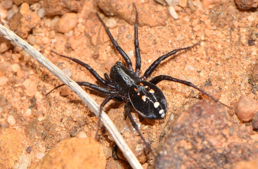Zodariidae Ant eating spider These spiders are great to se… Flickr