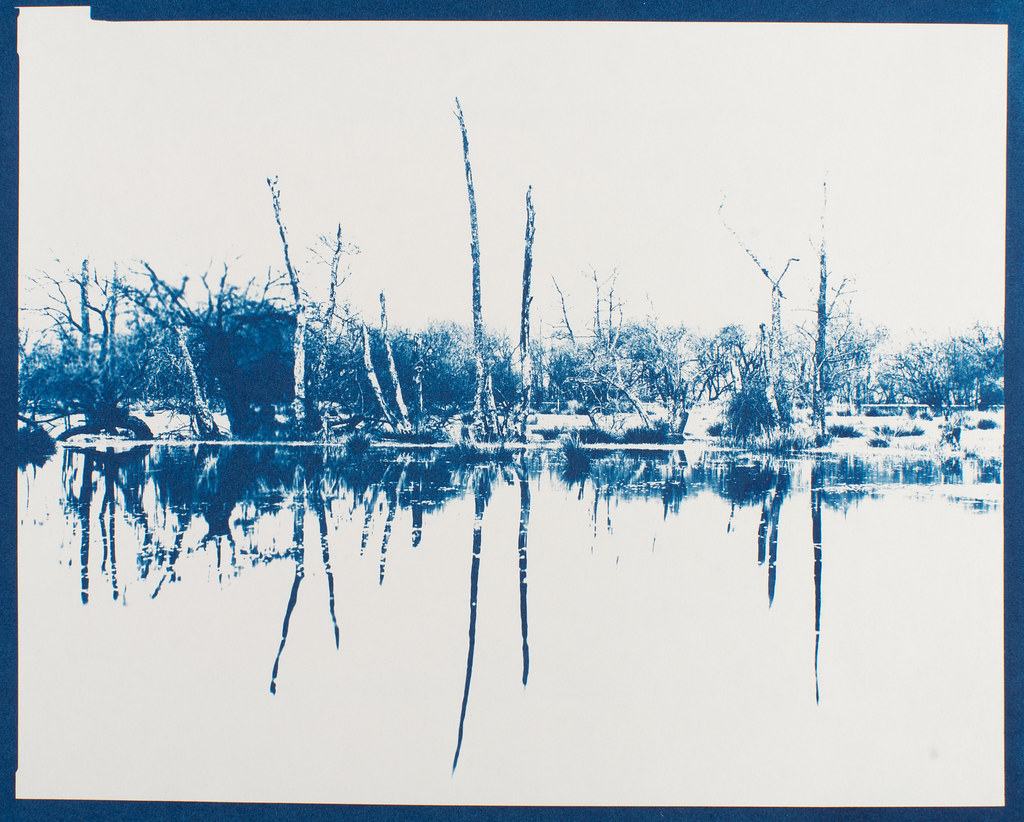 Cyanotype print from 8x10 inch film negative Attila Pasek Flickr