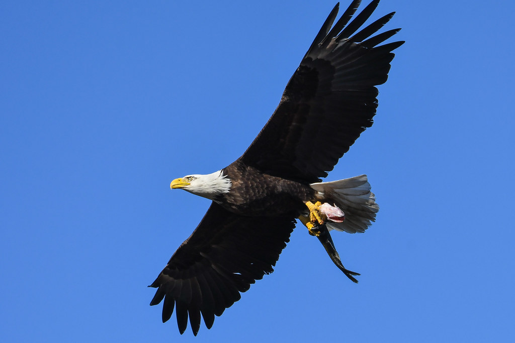 Bald Eagle Salem, New Hampshire Steve Liffmann Flickr