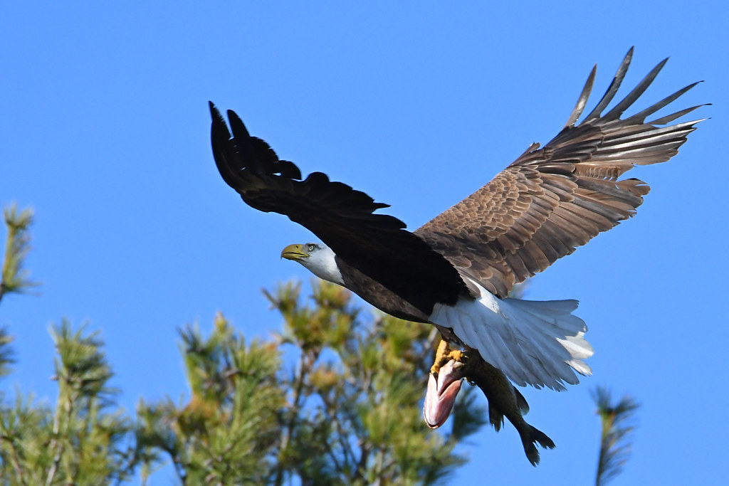 Bald Eagle Salem, New Hampshire Steve Liffmann Flickr