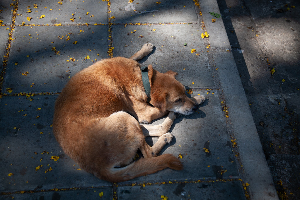 Dogs for Adoption in Sri Lanka, Page 1 (10 per page)