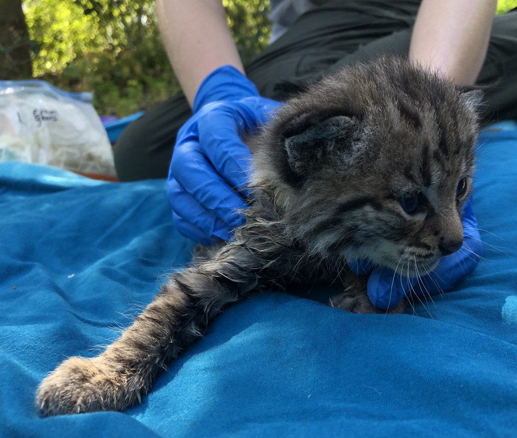 B362's litter of kittens A young bobcat captured and coll… Flickr