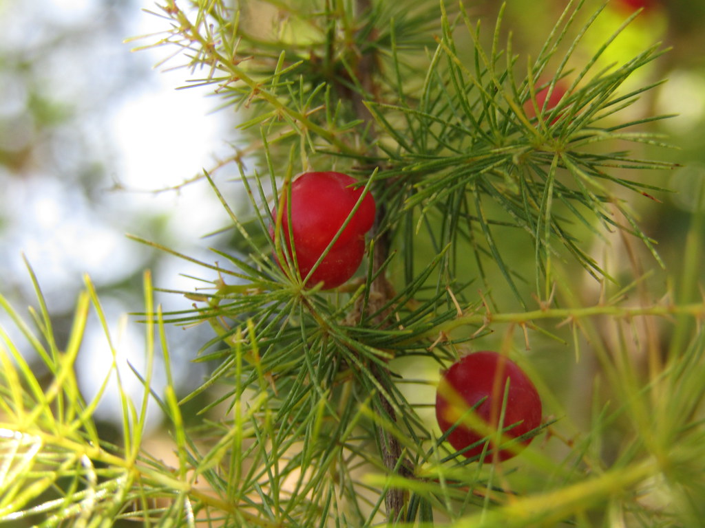 IMG_7041 shatavari plant /asparagus racemosus belight7 ॐ Flickr