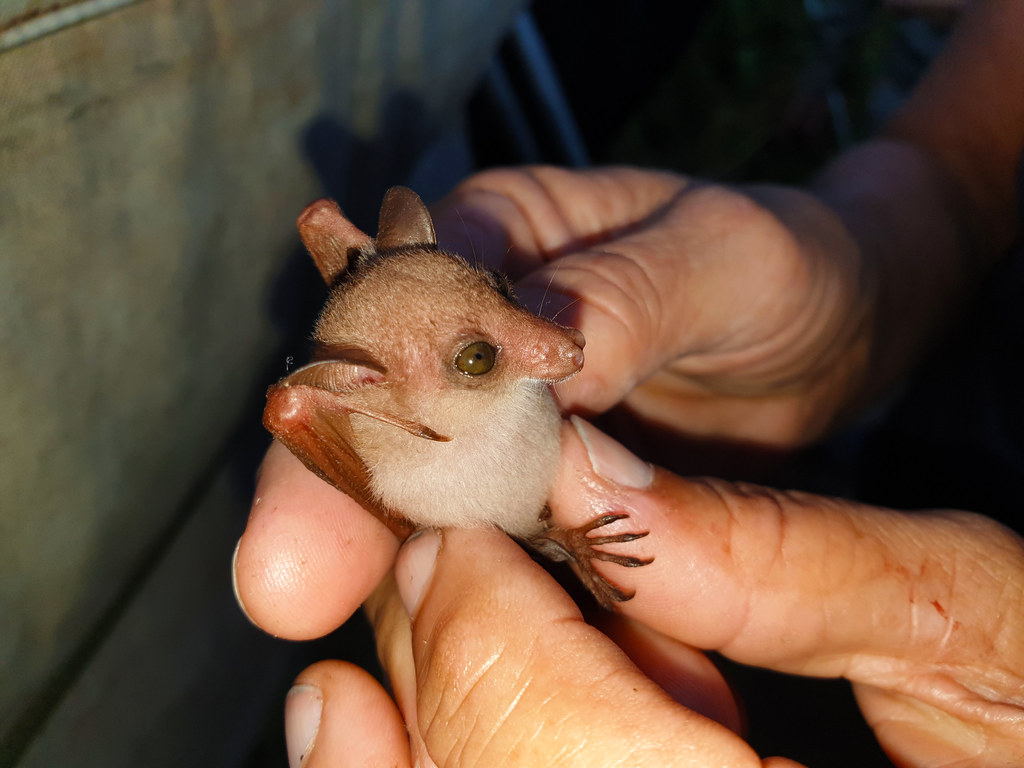 Northern Blossom Bat (Macroglossus minimus nanus) captured… Flickr