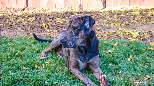 Blue eyes, blue tick coonhound, mastiff, catahoula mix . .… Flickr