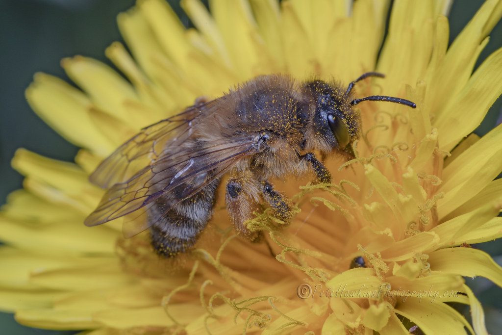 _IMG7200 Solitary Bee Solitary Bee on dandelion flower Flickr
