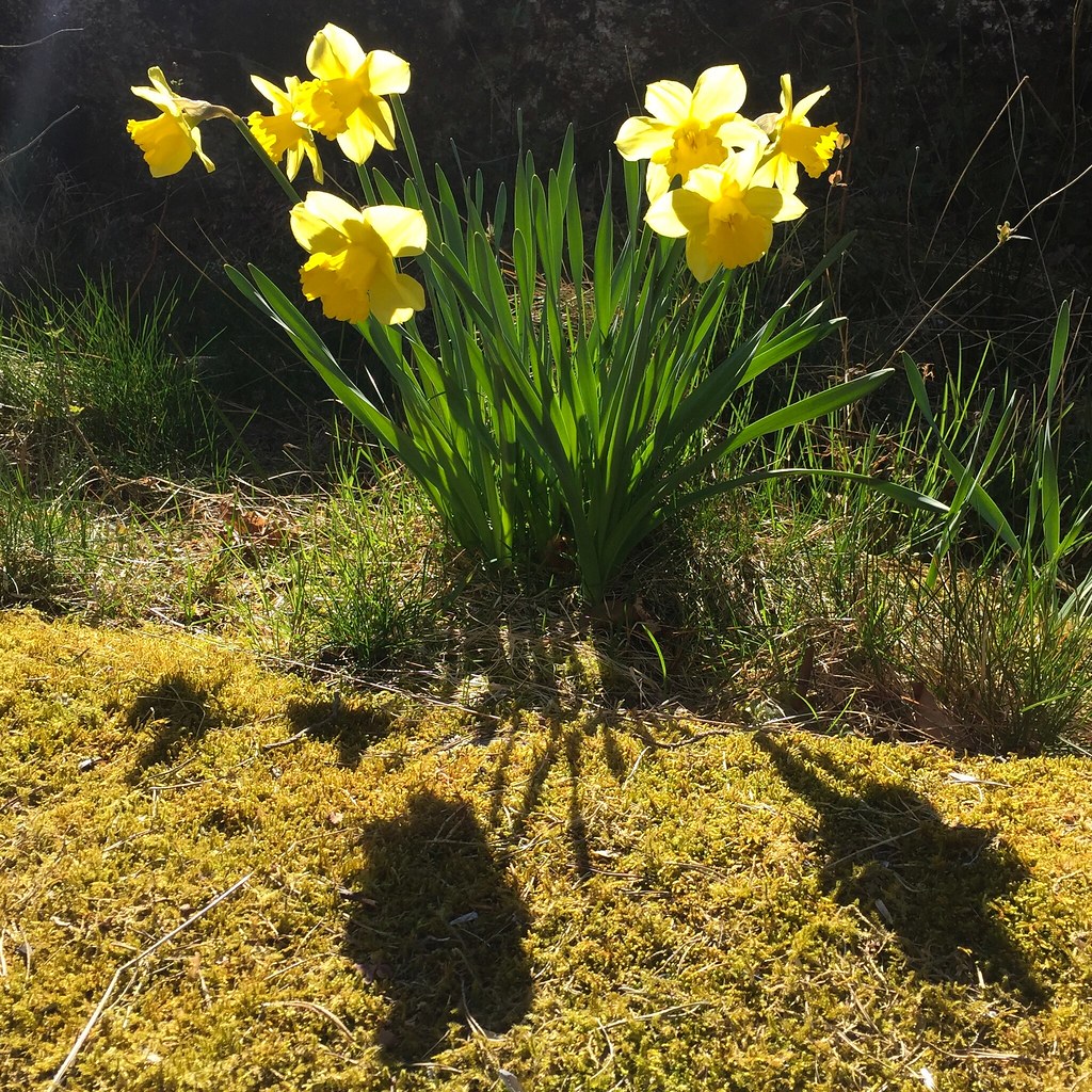 "Easter Lily" In Sweden the daffodil is called "Easter lil… Flickr