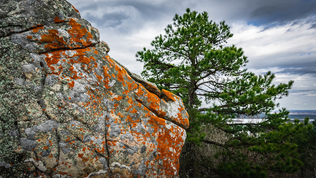 Lichen on rock. Rattlesnake Ridge. Little Rock, Arkansas. Flickr