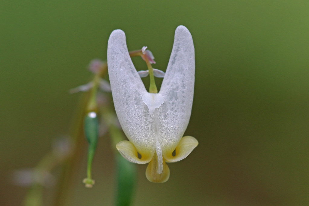 Dicentre capuchonjaune (Dicentra cucullaria) R.S. Flickr