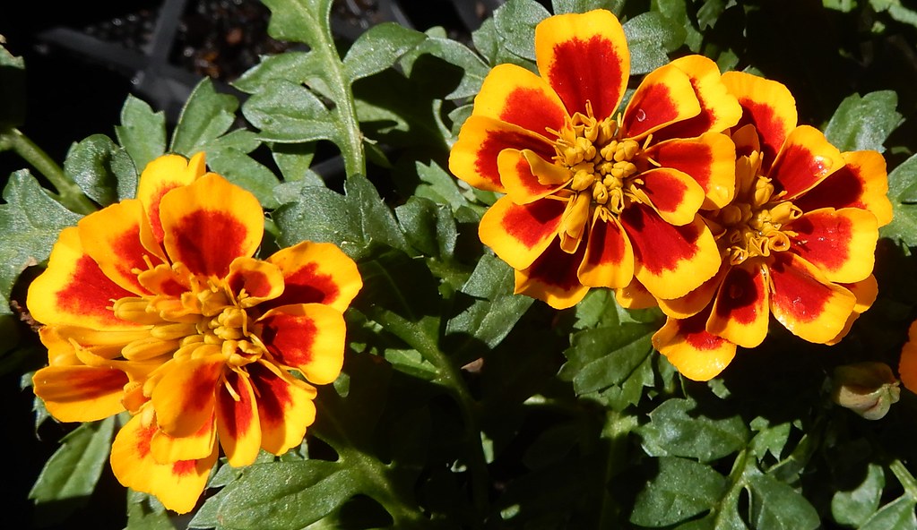 marigolds, Walmart Nothing fancy, just some marigolds (Tag… Flickr