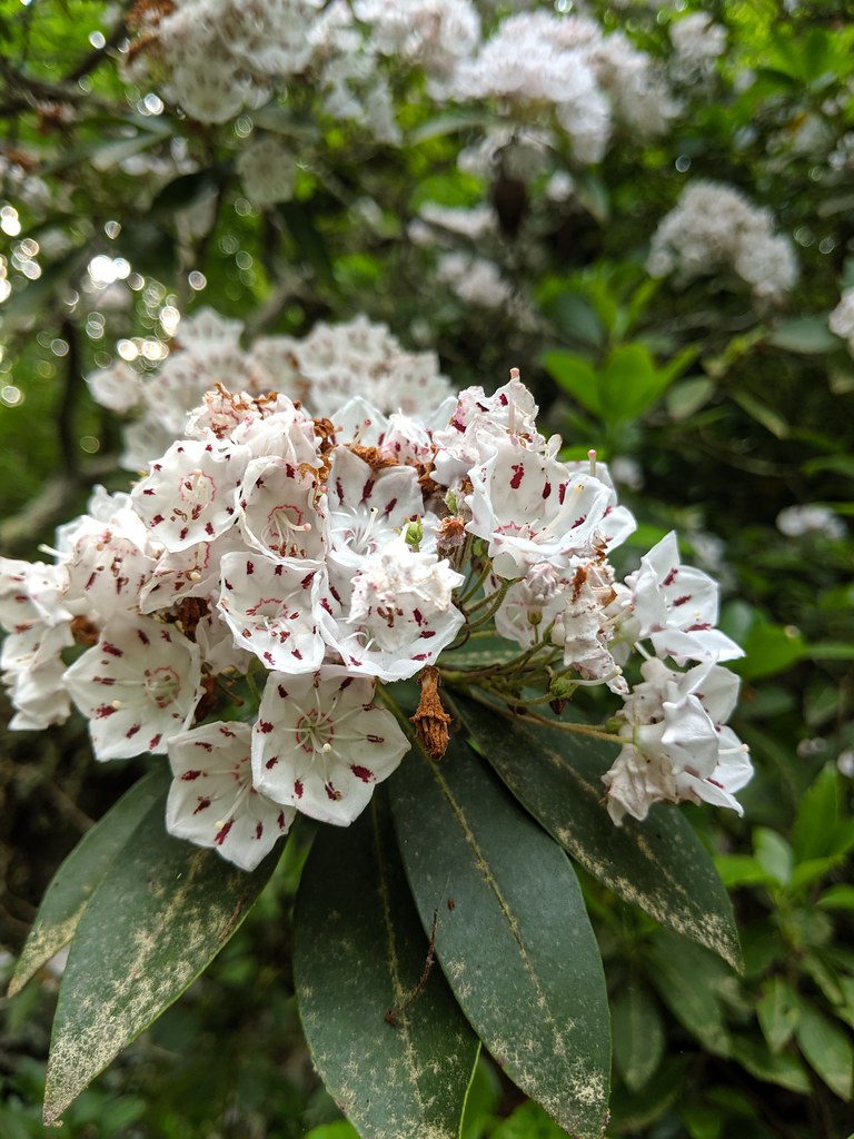 Mountain Laurel Flowers MST Eno River Hillsborough NC 0940… Flickr