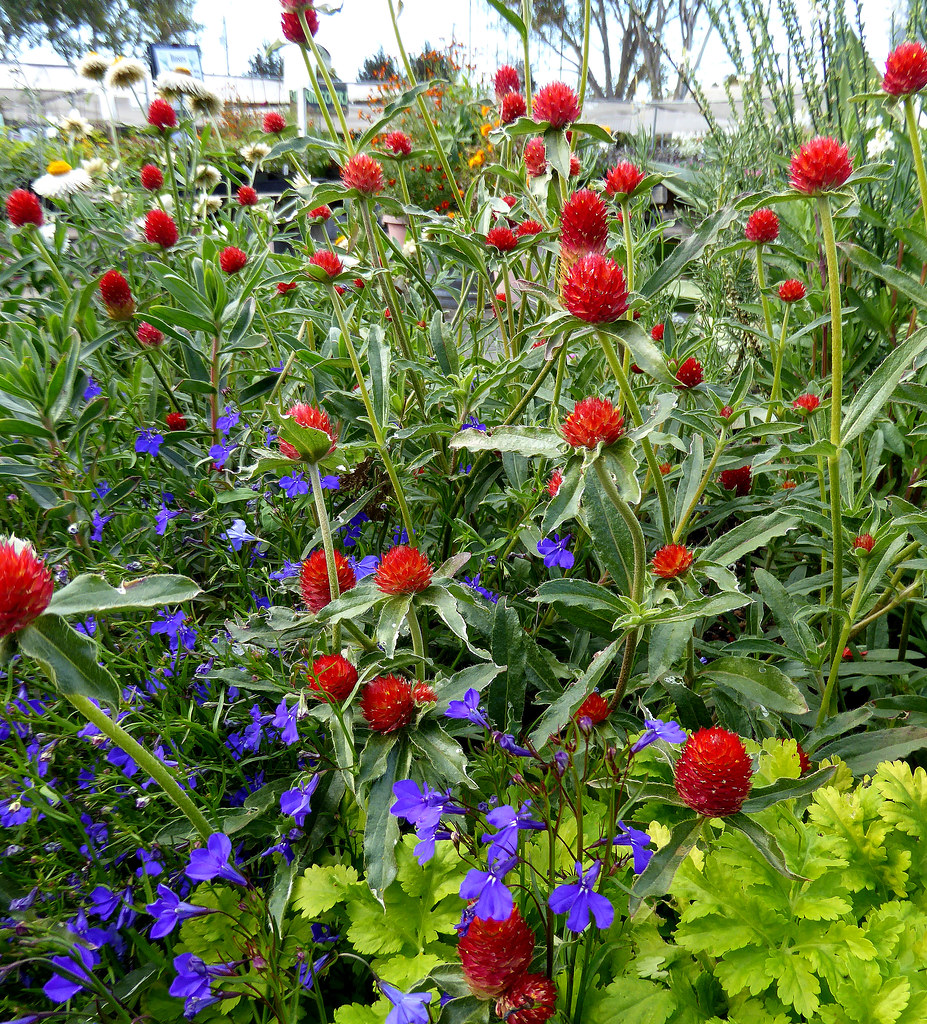 Gomphrena haageana 'Strawberry Fields' Annie's Annuals & Perennials