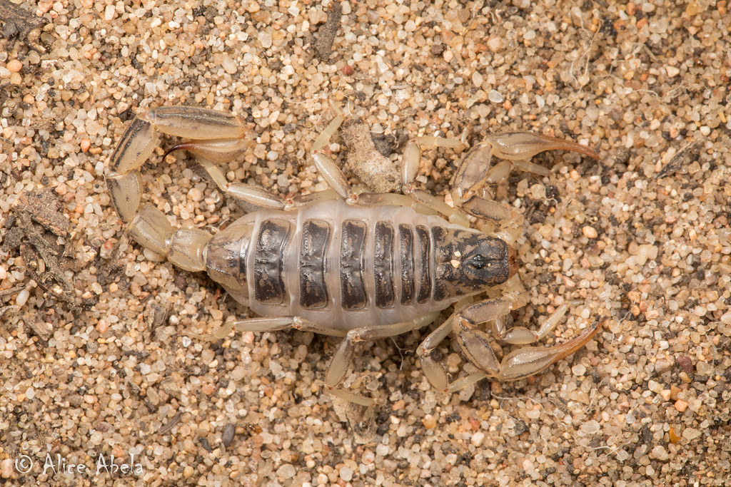 California Common Scorpion (Paruroctonus silvestrii) Flickr