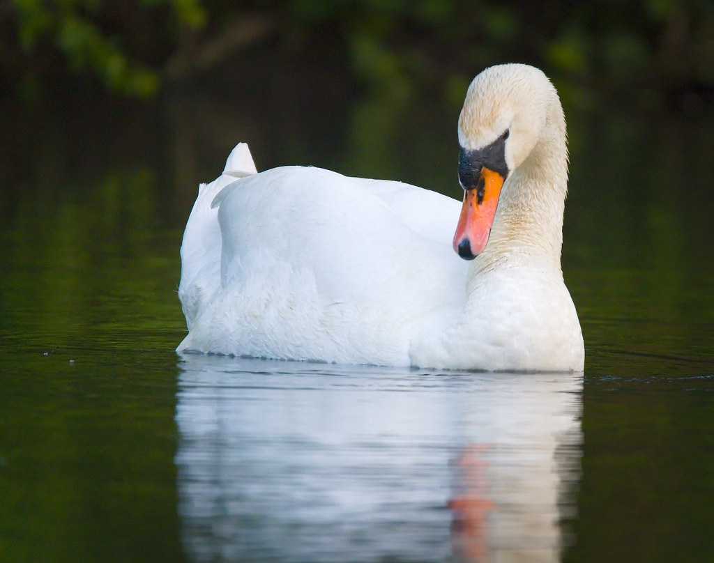 Mute swan Mute swan (Cygnus olor) swimming in a river. Łab… Flickr