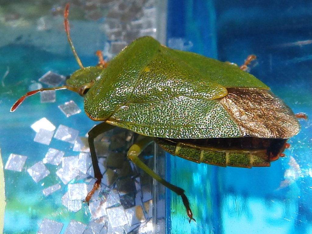 Do Green Shield Bugs Eat Plants at Tina Reason blog