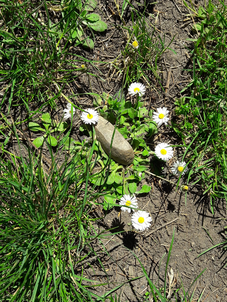 Little daisies, ground, French Lake Dog Park, grass, stone… Flickr